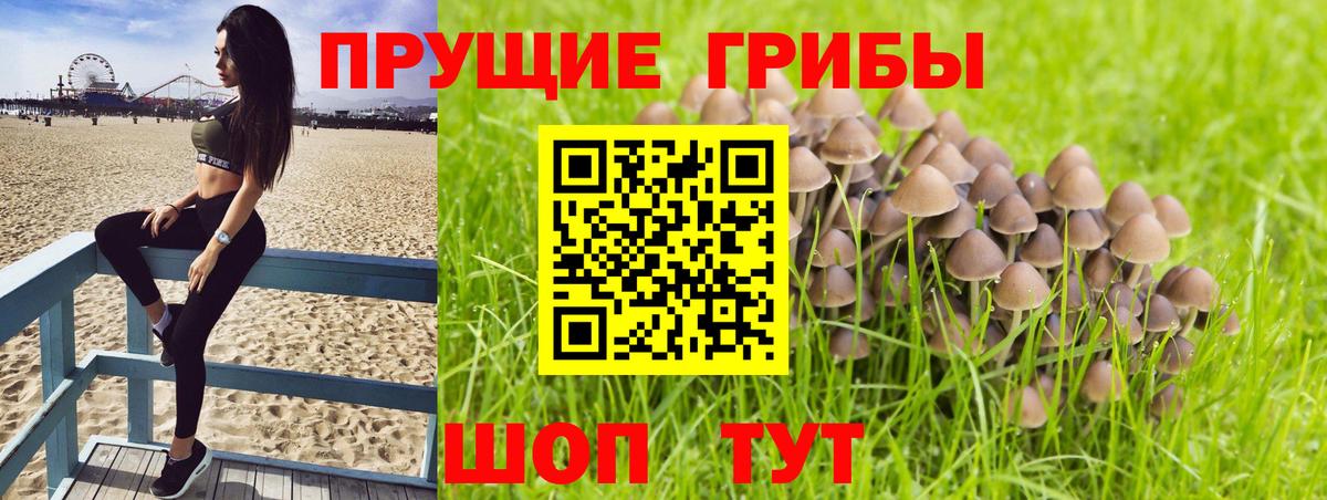 Чита  Псилоцибиновые грибы мицелий  Вход с VPN 
